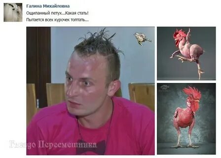 Петухи после