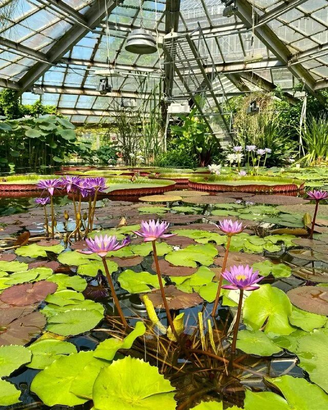 выставка в оранжерее. выставка в оранжерее. выставка в оранжерее. оранжерея таврического сада вечером. вднх неоклассика оранжерея.