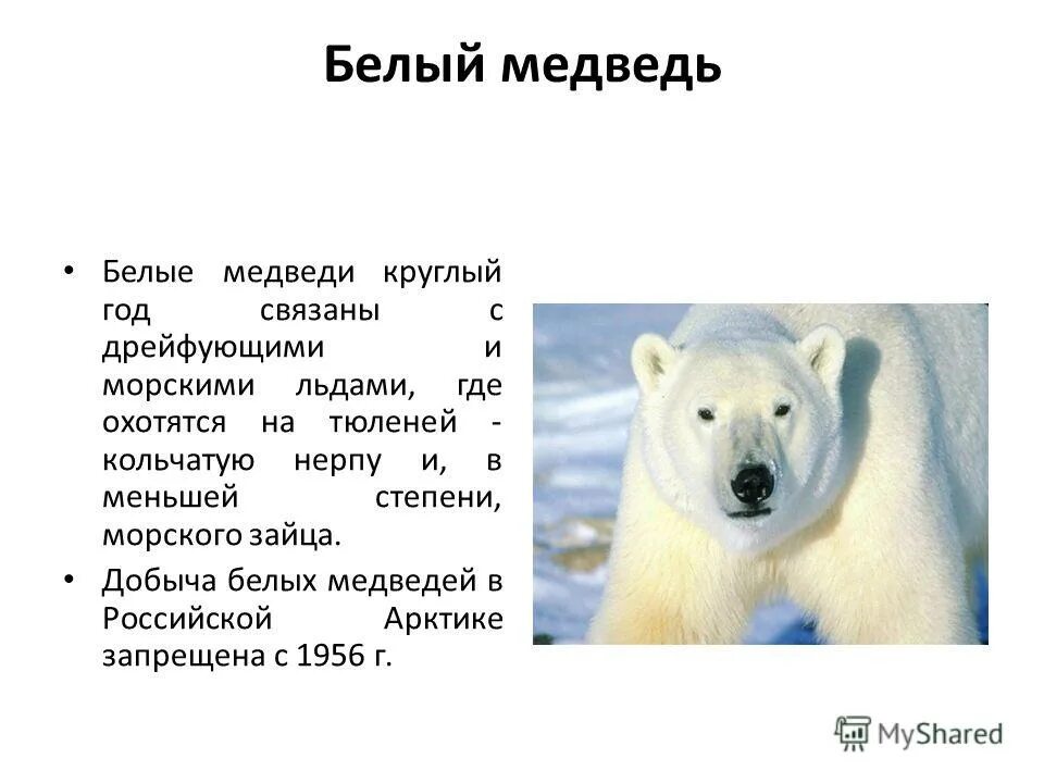 Занесен ли белый медведь в красную книгу. Про белого медведя из красной книги. Белый медведь из красной книги. Белый медведь красная книга. Белый медведь описание.
