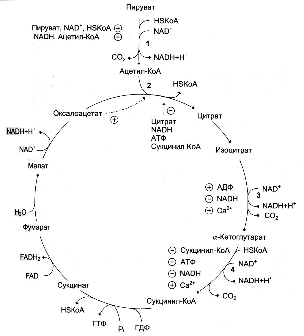 Цикл Кребса схема биохимия. Цикл трикарбоновых кислот ЦТК биохимия. Цикл трикарбоновых кислот (ЦТК). Цикл трикарбоновых кислот цикл Кребса. Превращение ацетил коа