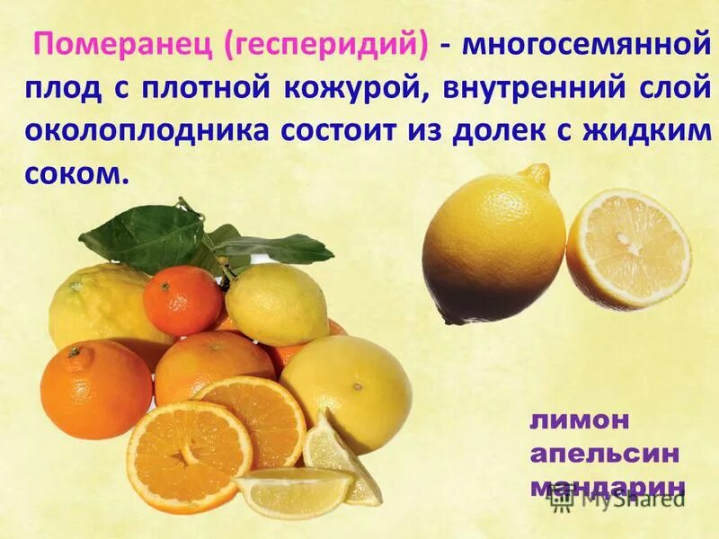 апельсин с подписью. плод померанец биология. факты про апельсины. стихотворение мы делили апельсин много нас а он один. долька апельсина.