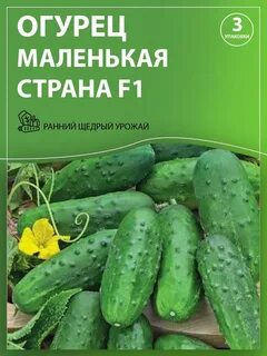 Сорт огурцов акцент