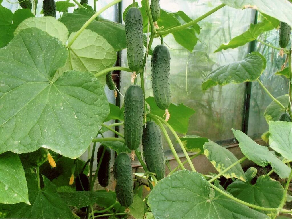 Огурец бабушкин секрет f1. Огурцы сорт секрет. Огурец секрет f1. Семена огурцов самоопыляемые f1. Огурцы сорт секрет.