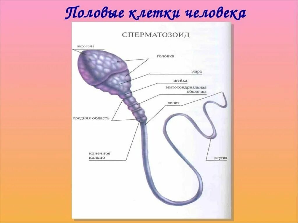 Размножение человека биология 6 класс. Половые клетки человека. Строение половых клеток человека. Половое размножение людей. Органы размножения половые клетки.