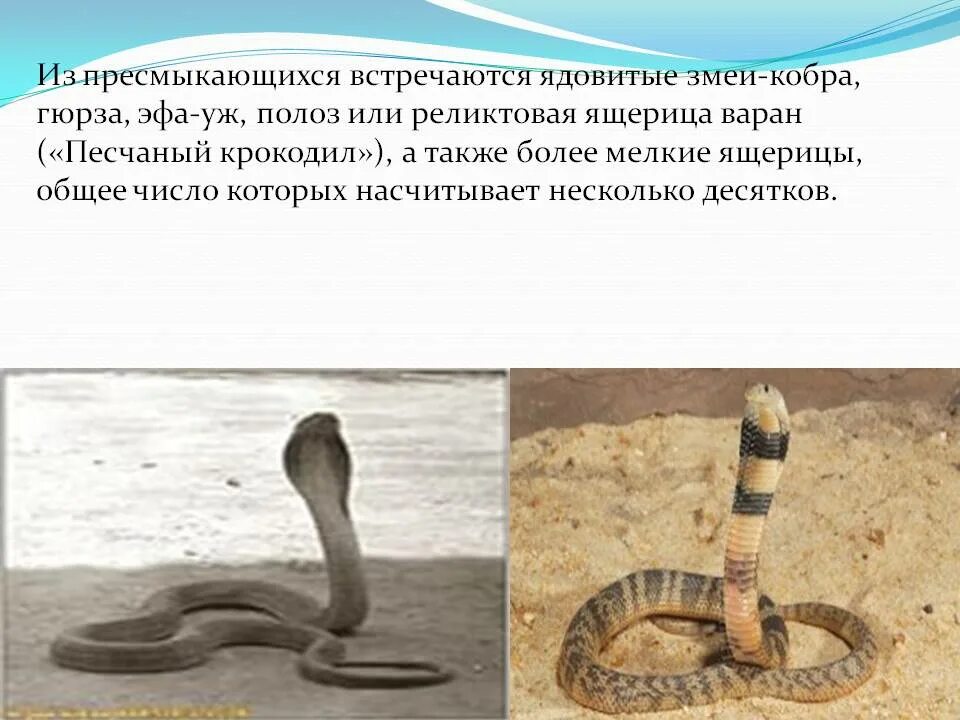 Ядовитые змеи доклад. Проект на тему ядовитые змеи. Королевская Кобра презентация. Сообщение о Кобре в пустыне.
