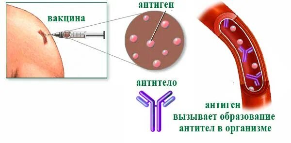 Принцип действия прививки. Механизм выработки антител при вакцинации. Механизм действия вакцин схема. Механизм действия вакцин на организм.