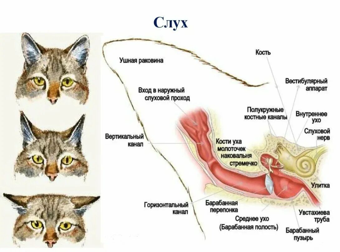 Гортань кошки. Строение слухового аппарата кошки. Строение кошачьего уха снаружи.