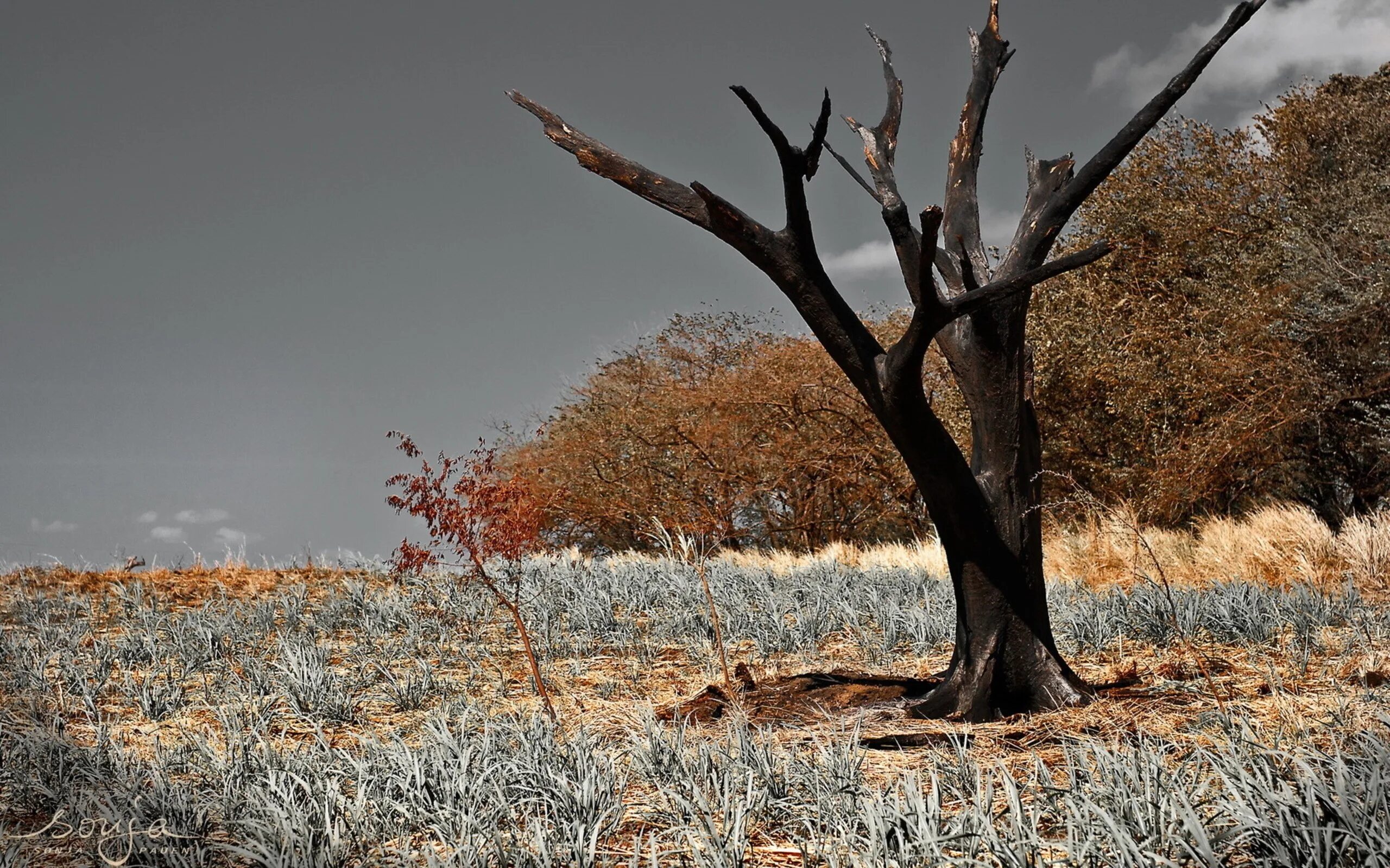 экология мангровых лесов. мангровые болота австралии. засуха лес. усыхание лесов. засохшая сосна.