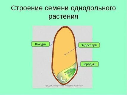 У зародыша однодольных есть только одна