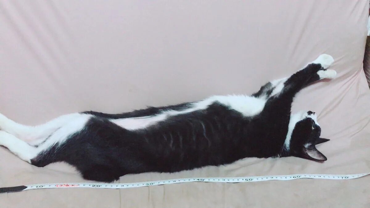 Кот вытянул шею. Кот растянулся. кошка вытягивается. растягивание кошки. котик тянется.