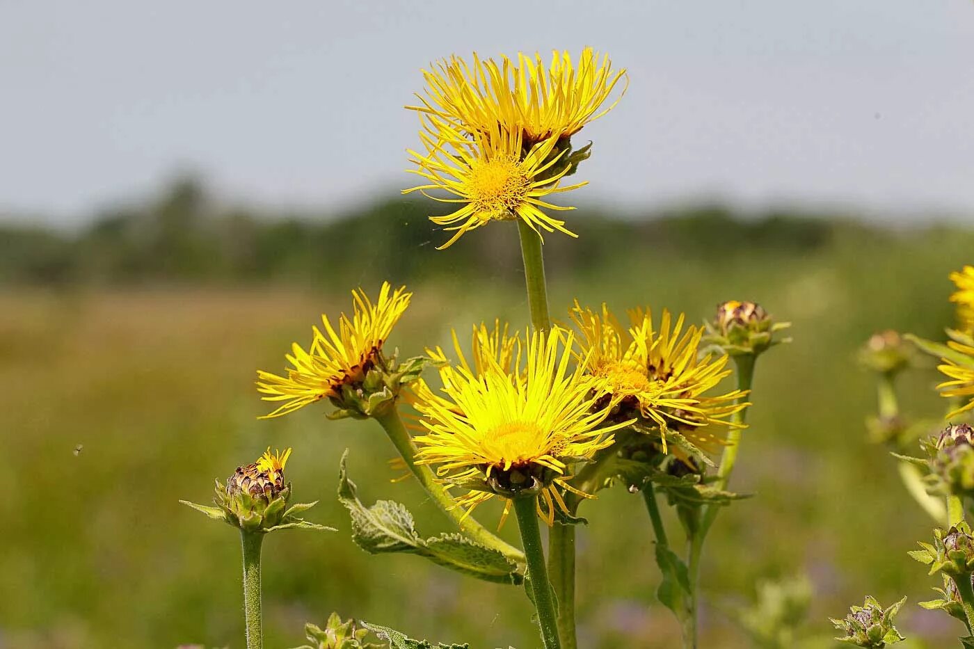 Девясил Inula Helenium. Девясил высокий (Inula Helenium). Девясил Сибирский Луговой. Inula graveolens девясил