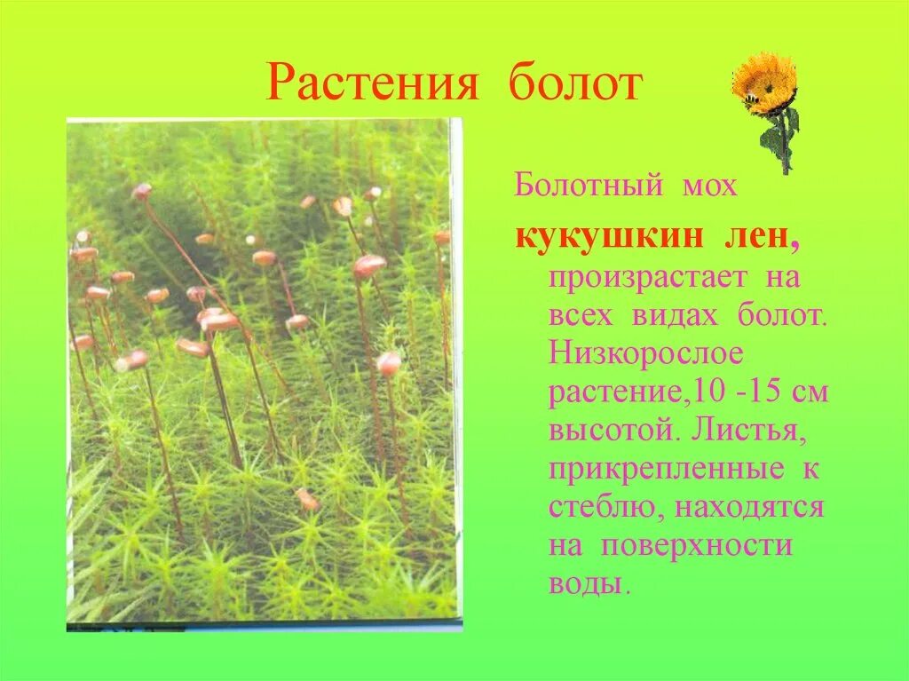 Презентация на тему болото. Аир болотный (acorus calamus). Болотные или болотистые травы как правильно пишется. Болотные или болотистые травы как правильно пишется. Растения растущие на болотах.