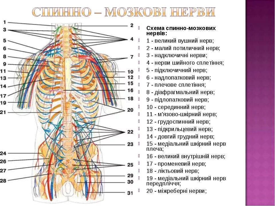 Спинномозговые нервы анатомия атлас. Расположение нервов. Нервная система спины человека анатомия. Расположение нервных узлов.