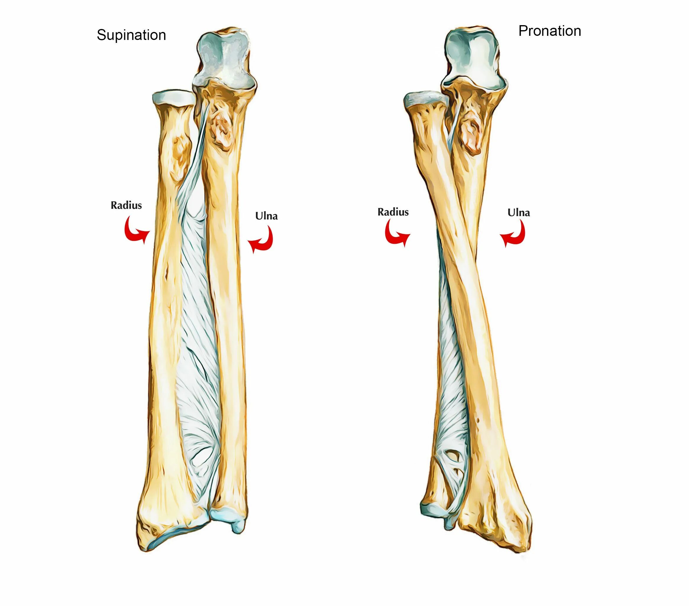 Кости предплечья соединение. Radius Ulna анатомия. Кости предплечья кость анатомия. Ulna Anatomy. Лучевая и локтевая кость анатомия.