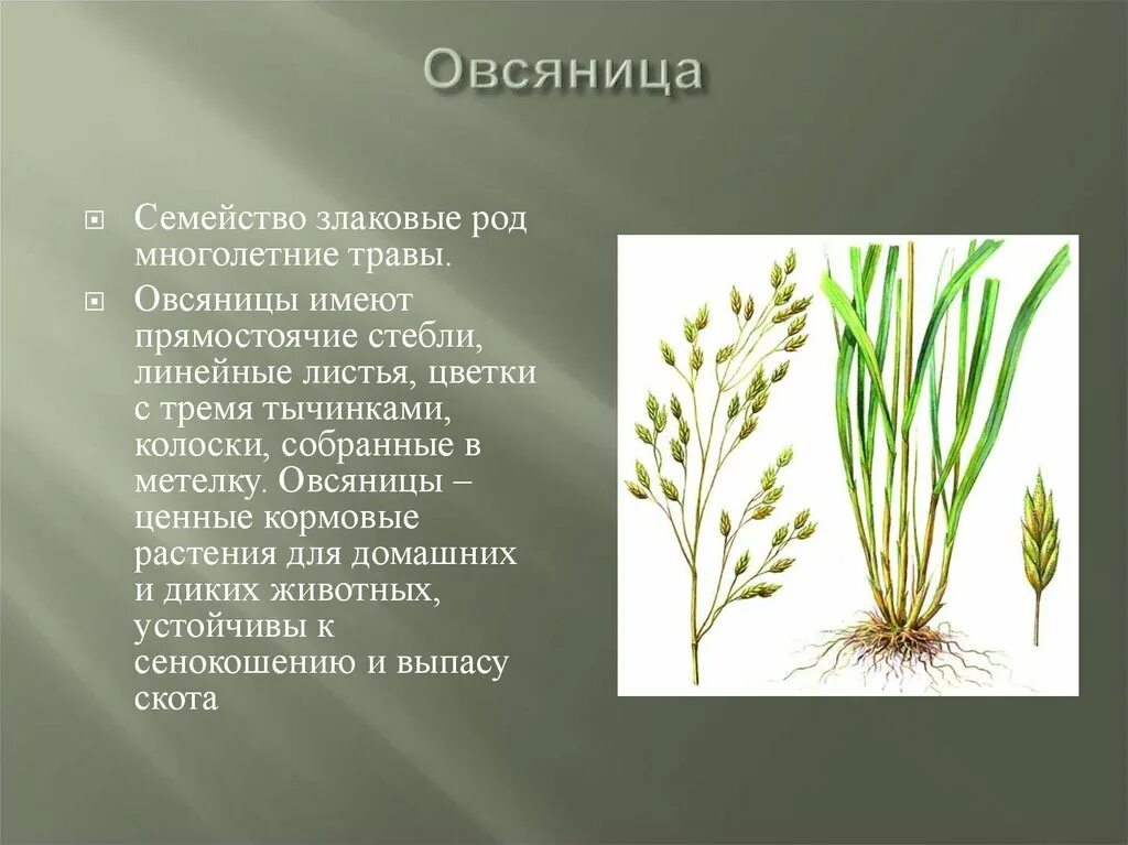 Роды злаковых. Овсяница желобчатая. Овсяница желобчатая стебель. Овсяница бороздчатая. Овсяница Луговая.