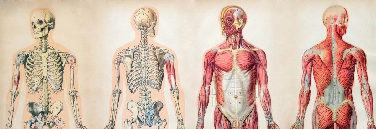 Большая анатомия человека. Мышечная система человека анатомия 3d. Анатомия человека красивые картинки. Кожа, мышцы, кости, органы человека.