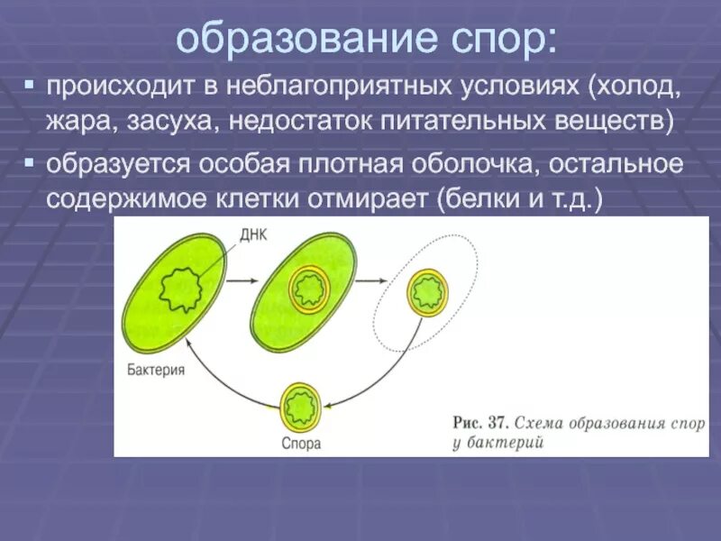Формирование спор. Образование спор. происходит образование спор. споры условия образования. споры образуют.