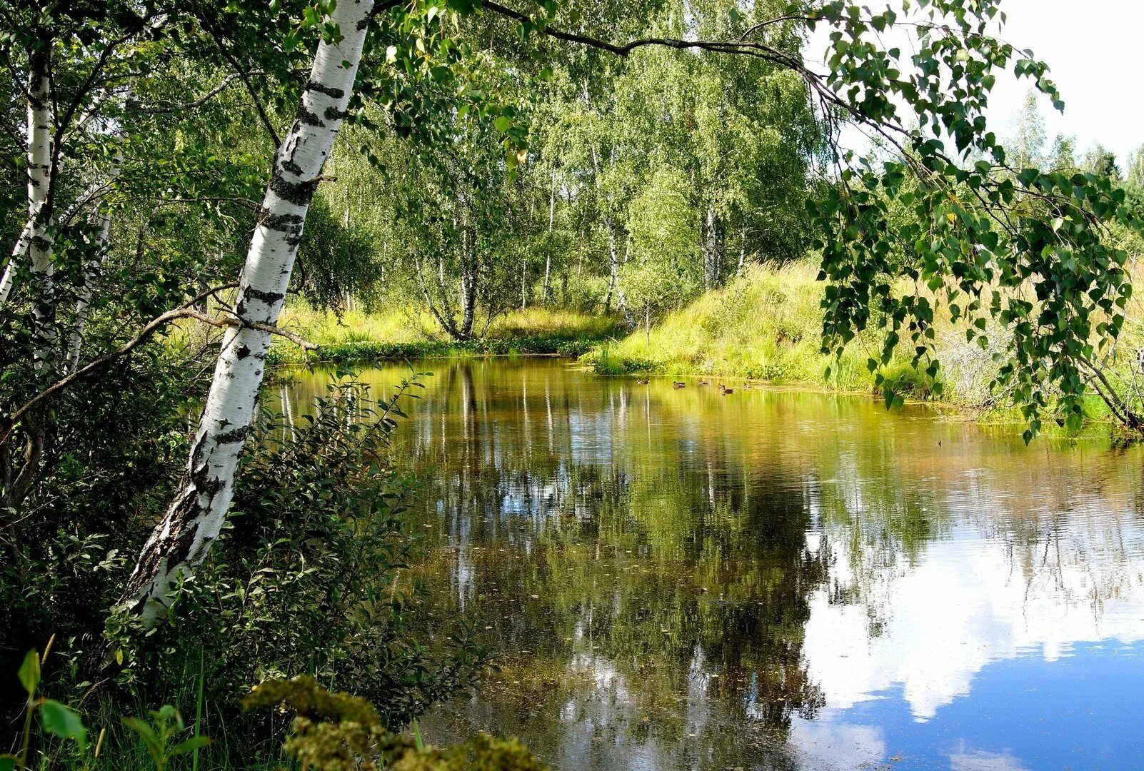 Вершины берез отражались в зеркале пруда. Берёзовая роща и река. березовая роща озеро ивановская область. пушгоры береза. березовая роща тутаев.