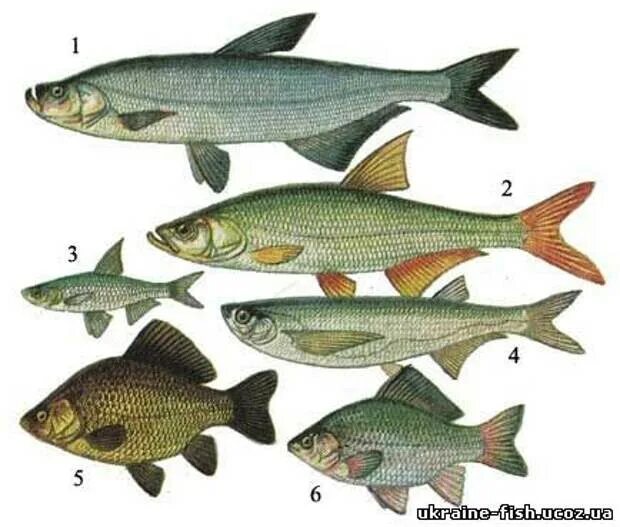 Какие рыбы река волга. Рыба в Волге. Рыба которая водится в Волге. Рыба Волгм. Рыбы которыеволятся в Волге.