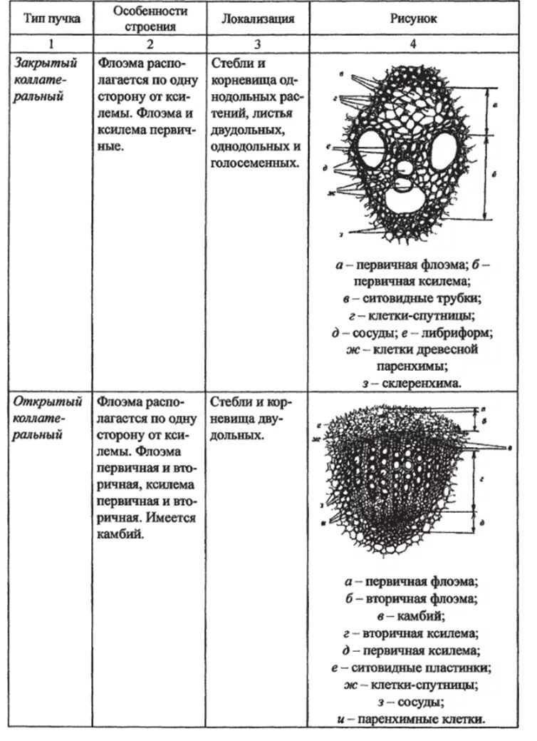 Рассмотрите фотографию проводящего пучка и определите типы. Приуроченность типов проводящих Пучков к органам растения. Типы проводящих Пучков (по ботаника, 2006):. Проводящие пучки строение и функции. Типы проводящих Пучков растений таблица.