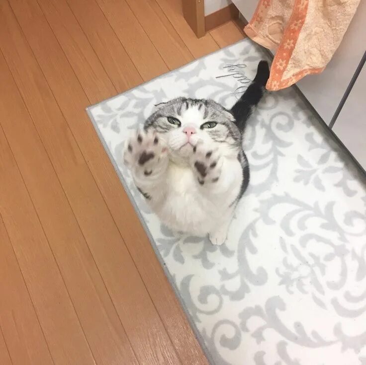 Кошка просится на руки