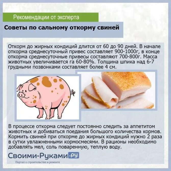 Рацион сальных свиней. Рацион для свиней на мясном откорме. Особенности кормления свиней. Мясной откорм поросят.