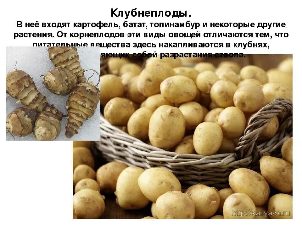 Корнеплод свеклы и клубень картофеля. Картофель батат топинамбур. Клубнеплоды-картофель,топинамбур,батат. Клубнеплоды: картофель, топинамбур…. Картофель и корнеплоды.