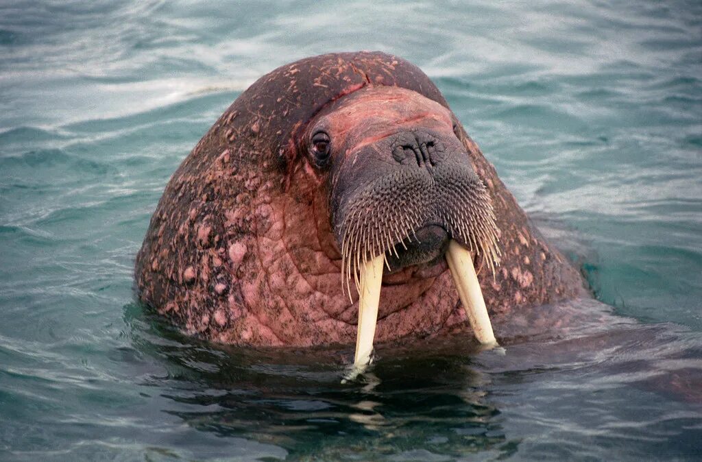 Атлантический морж. Морж[1] (лат. Odobenus rosmarus).