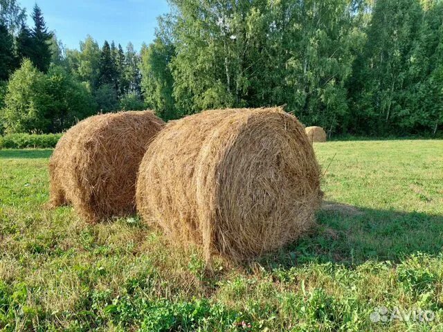 Авито объявления сено. Сено в рулонах купить. Продам сено объявление.