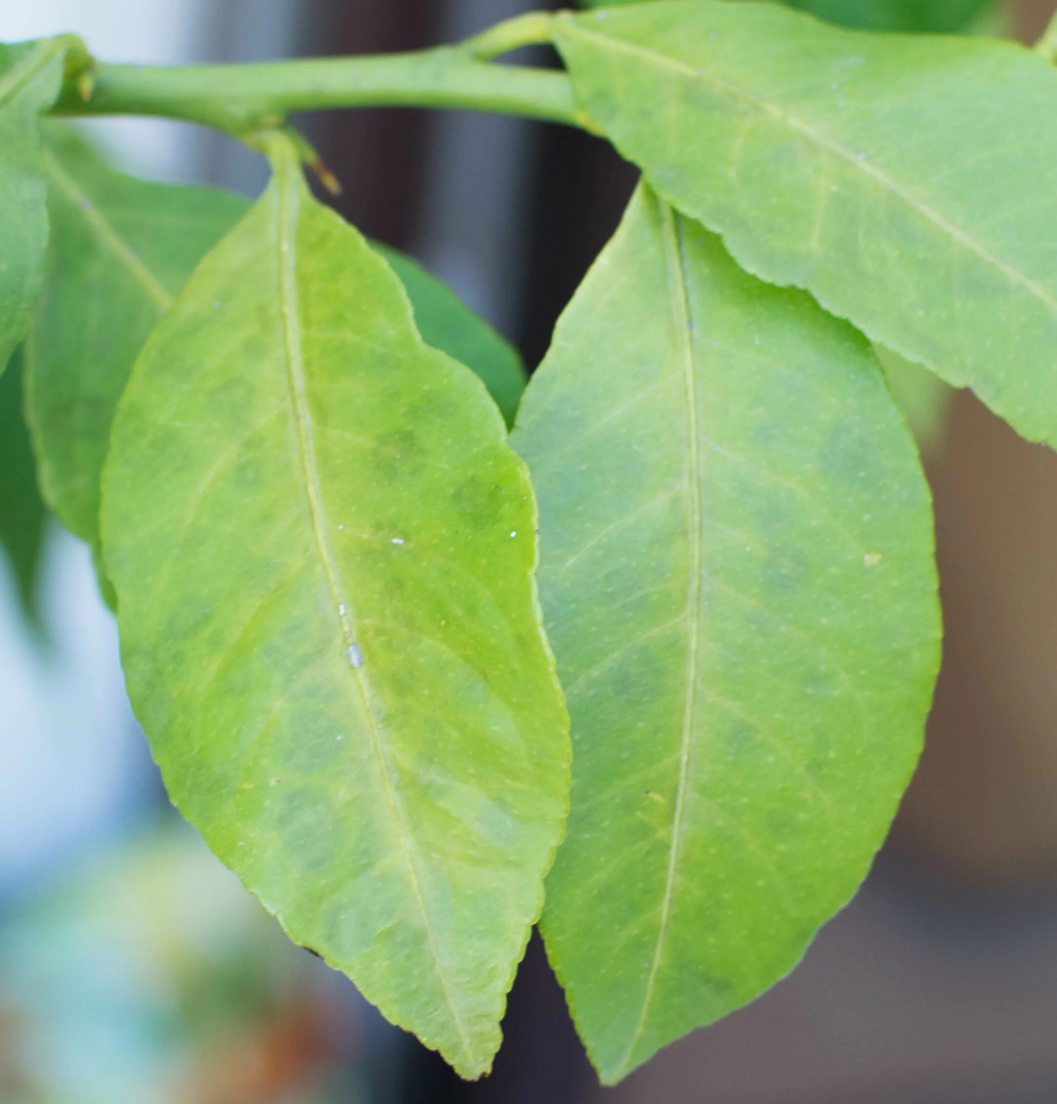 Free photo: Lemon Leaves - Fruit, Green, Leaf - Free Download - Jooinn