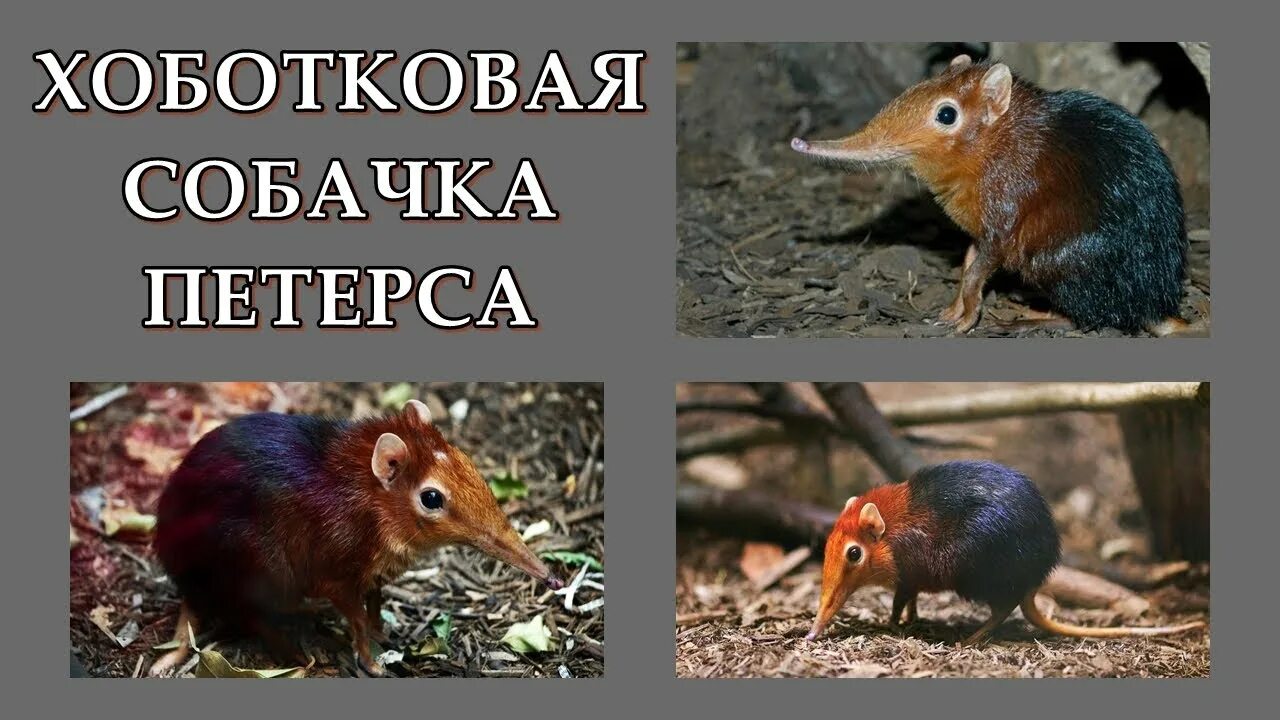 Хоботковая собачка петерса сообщение. Карликовая собачка петерса. рыжеплечая хоботковая собачка. хоботковая собачка петерса. хоботковая собачка петерса красная книга.