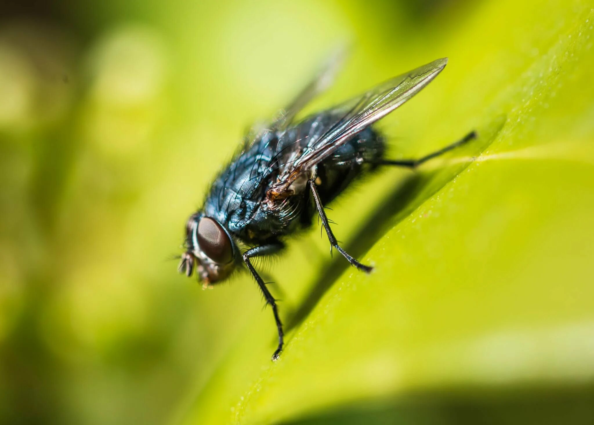 Муха (насекомое) Двукрылые. Отряд Двукрылые (Diptera). Отряд Двукрылые мухи комары. Длинноусые Двукрылые. Отряд двукрылые мухи