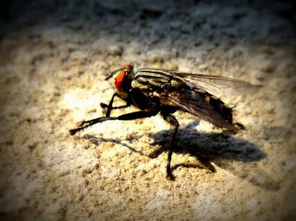 Hurt fly