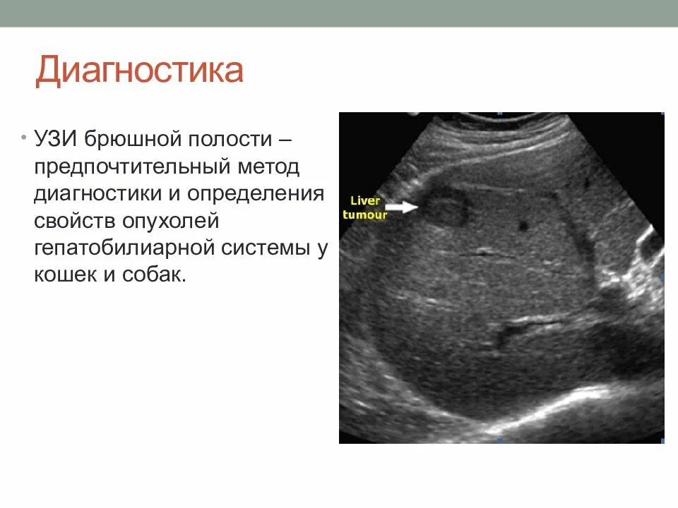 Ультрасонография брюшной полости. УЗИ брюшной полости. УЗИ гепатобилиарной системы. УЗИ брюшной полости собаке.