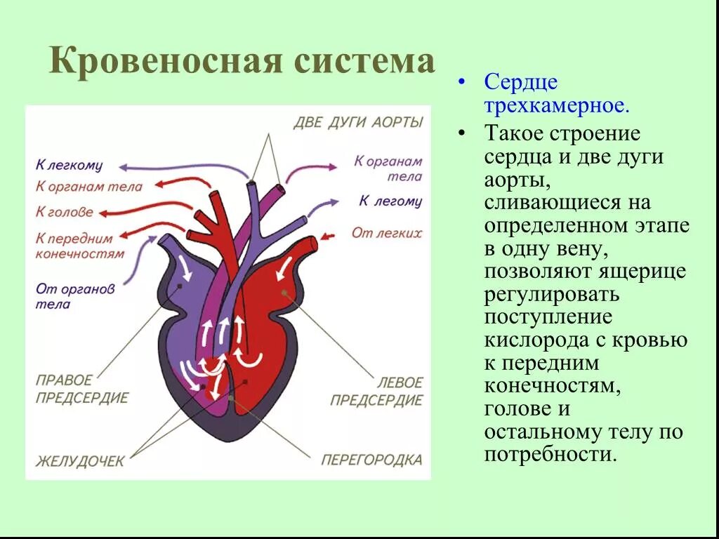 Строение сердца и кровеносной системы. Строение сердца рептилий миокард. Сердечно-сосудистая система черепах. Кровяная система строение сердца. Круги кровообращения у крокодила