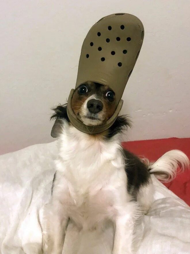 Собака с лампой на голове мем Welcome To 2020! Furniture Design Trends That Will Thrive This Year Dog lamp, La