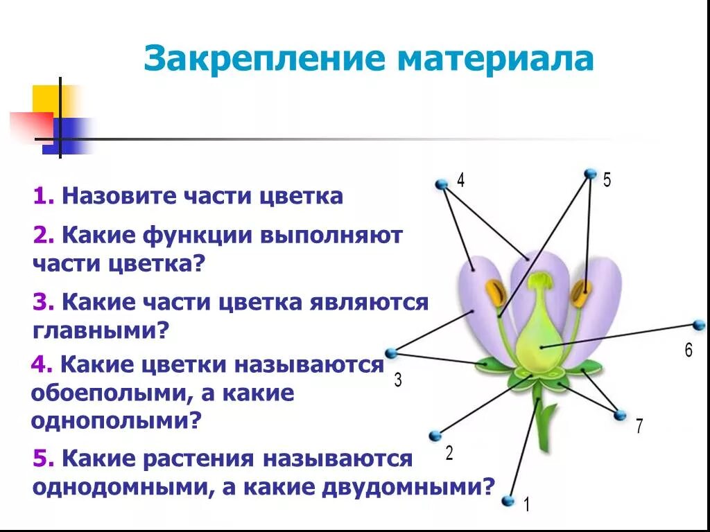 Функции строения цветка 6 класс. Функции цветка 6 класс биология кратко. Строение цветка и его функции биология 6 класс. Части цветка и их функции 6 класс биология. Функции частей цветка 6 класс биология.