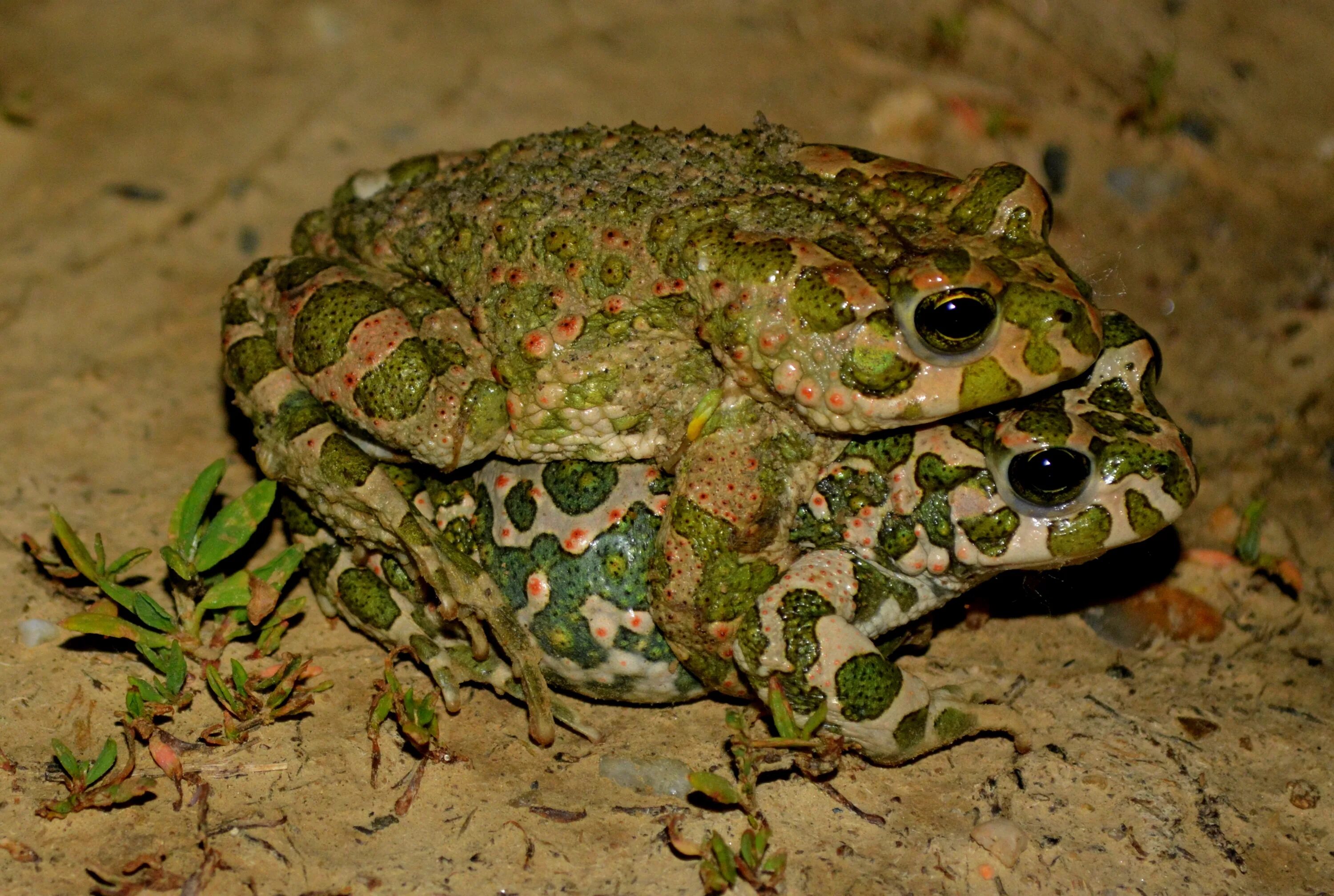 Какой вид лягушек едят. Жаба зелёная – Bufo viridis (Laurenti, 1768). Ranidae лягушка. Зеленая жаба Bufo viridis. Bufo viridis жаба.