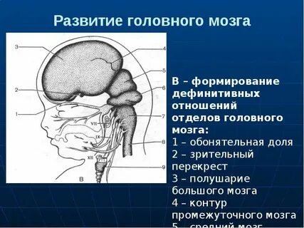 Характеристика головного