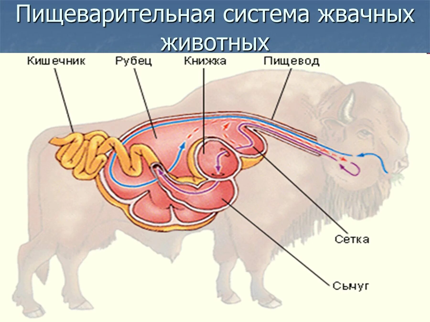 Строение многокамерного желудка жвачных млекопитающих. Строение пищеварительной системы жвачных животных. Пищеварительная система жвачных млекопитающих. Строение пищеварительной системы жвачных млекопитающих.