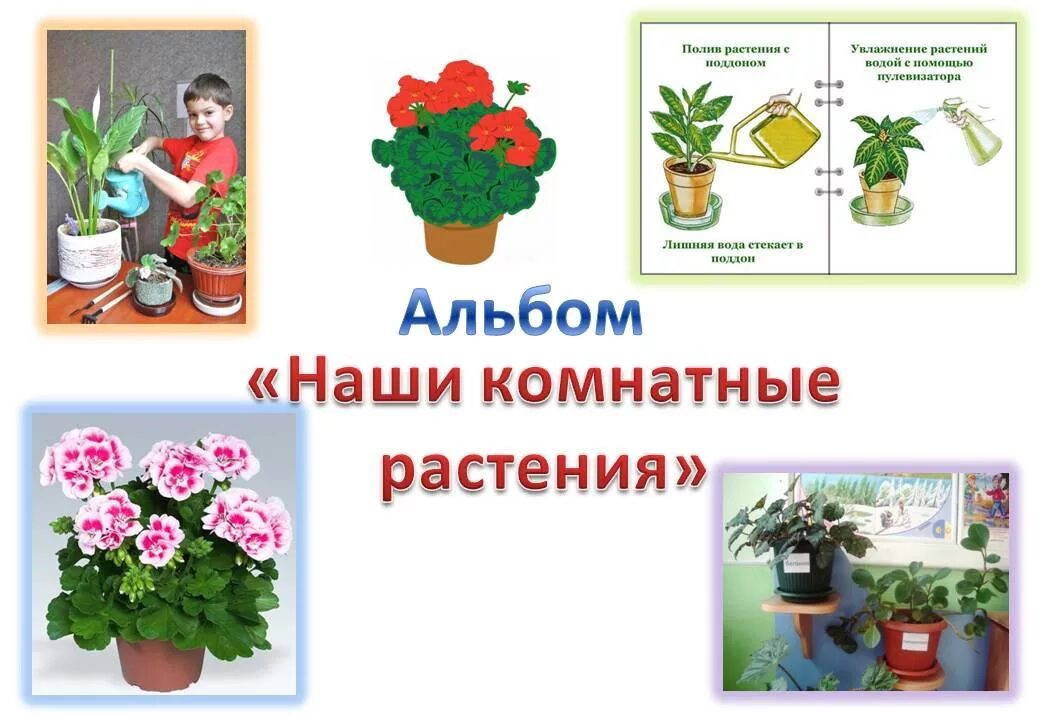 Комнатные растения для детсада. Комнатные растения для дошкольников. Комнатные цветы в детском саду. Комнатные растения в ДОУ.