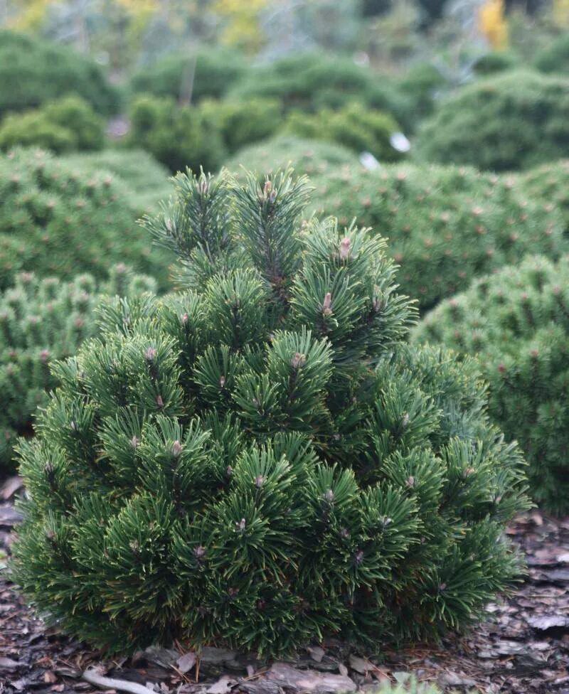 Пинус Муго. Сосна Горная uncinata. Сосна Pinus mugo. Сосна Горная Pinus mugo. Хвойные недорого
