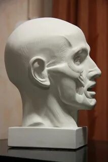 Экорше