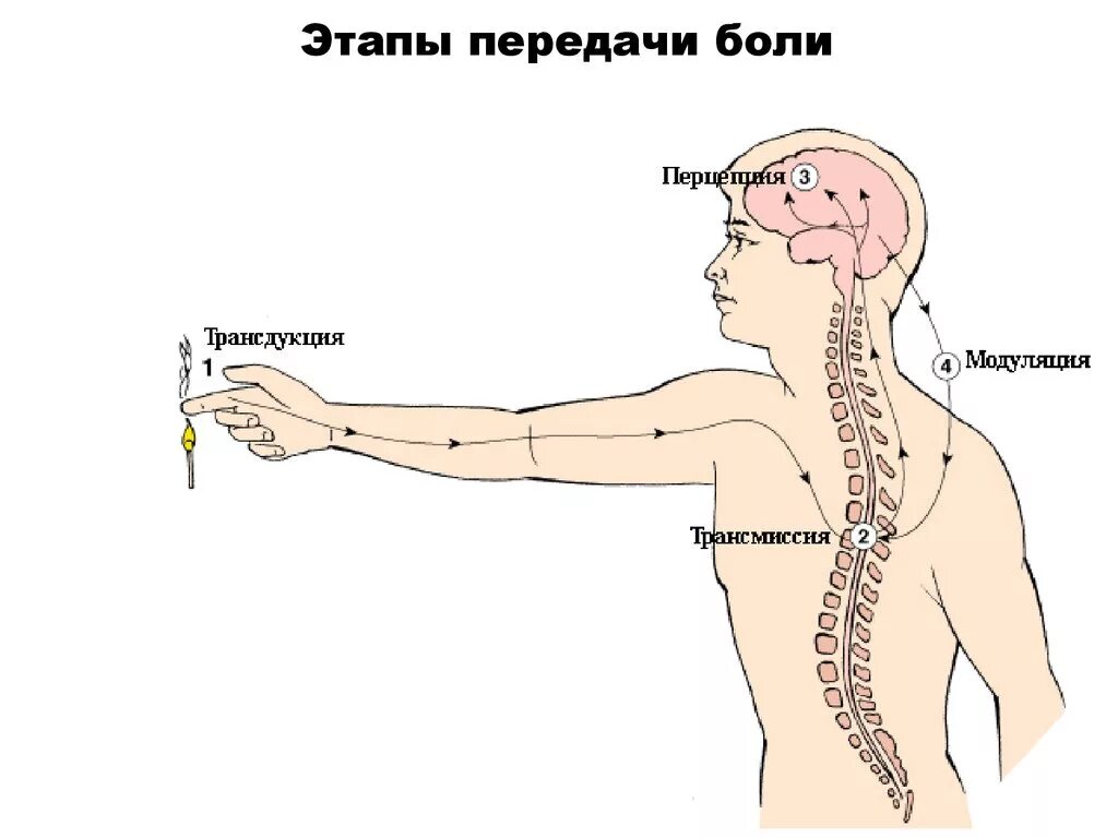 Этапы боли. Физиология боли. Путь болевой чувствительности схема. Механизм передачи боли.