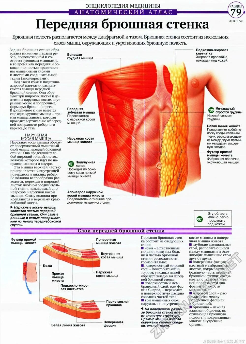Мышцы живота послойно анатомия. Переднебоковая стенка живота мышцы. Слои мышц передней брюшной стенки живота. Глубокие мышцы брюшной полости. Толстая брюшная стенка