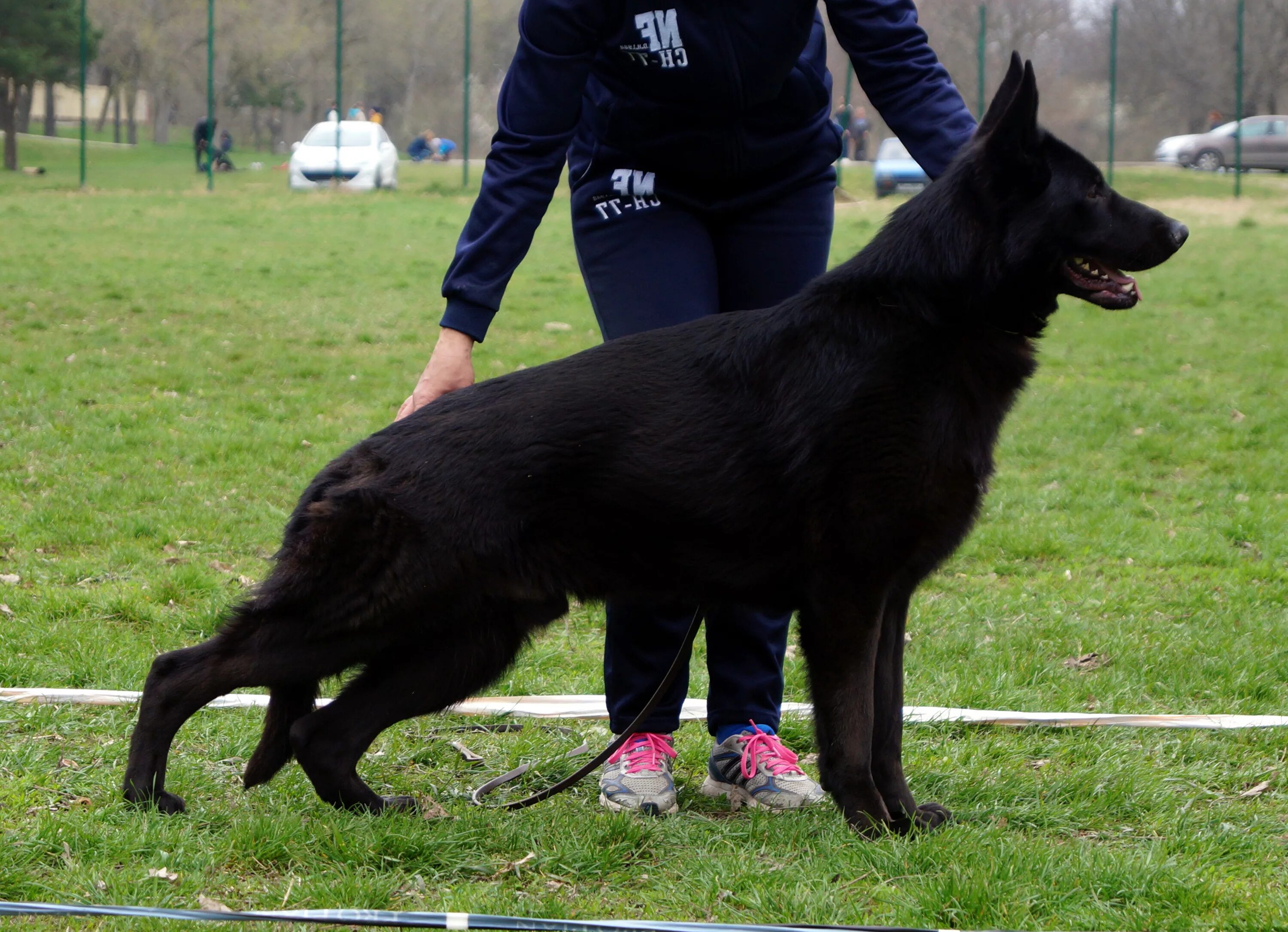 Овчарка черного окраса. Овчарка черного окраса. Швейцарская овчарка черная короткошерстная. Овчарка черного окраса. Немецкая овчарка черного окраса.