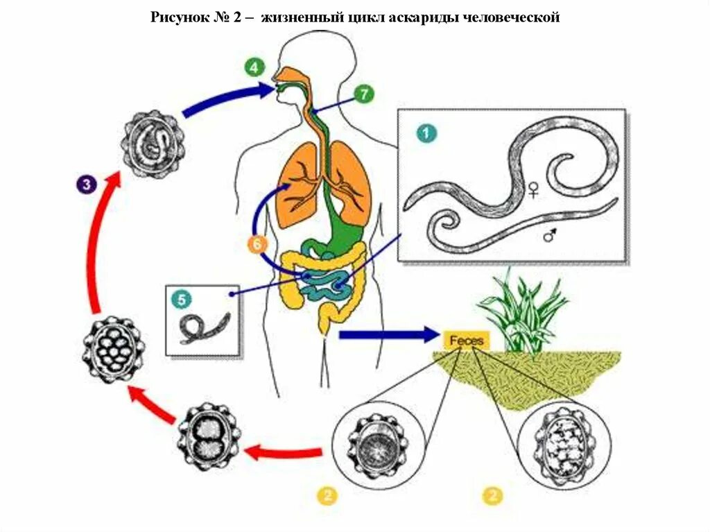 Ascaris lumbricoides жизненный цикл. Жизненный цикл аскариды человеческой рисунок. Жизненный цикл аскариды пути заражения.