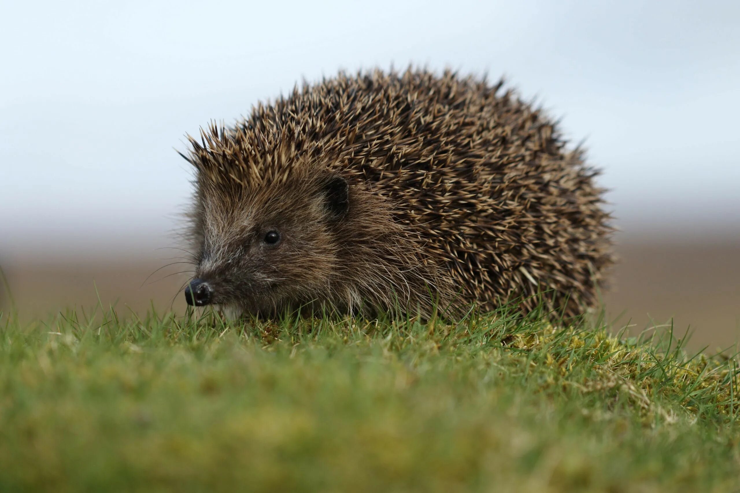 еж это животное или зверь. ежовые насекомоядные. однопроходные ехидна. голобрюхий ёж. австралийская ехидна.