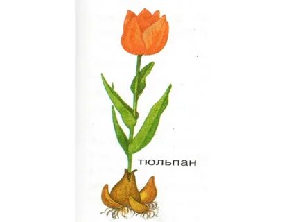 Строение тюльпана