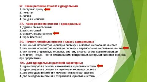 К какому классу относится растение семя